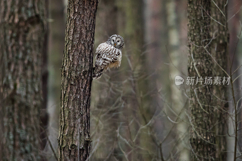 野生的乌拉尔猫头鹰(Strix uralensis)。